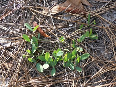 Euphorbia ipecacuanhae, photographed by Morgan Freese