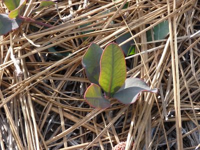 Euphorbia ipecacuanhae, photographed by Morgan Freese