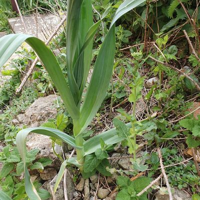 Allium ampeloprasum, photographed by matbrown333