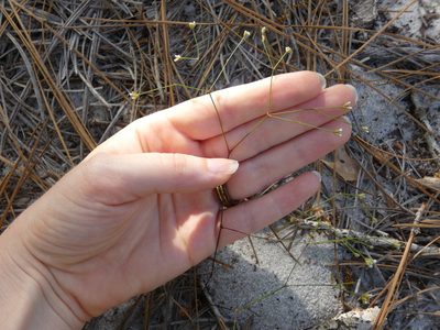 Stipulicida setacea, photographed by Morgan Freese