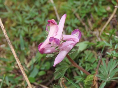 Corydalis densiflora, photographed by Emanuele Santarelli