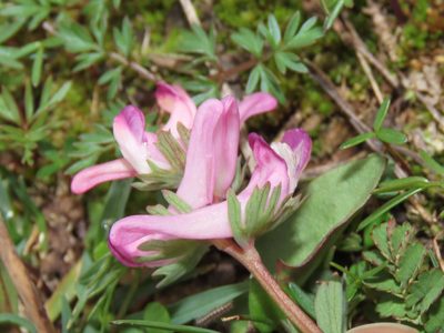 Corydalis densiflora, photographed by Emanuele Santarelli