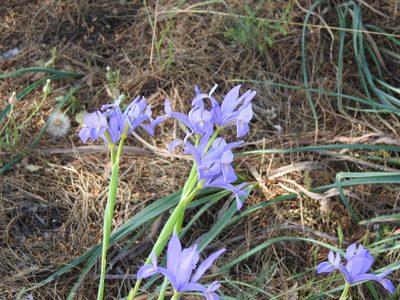 Iris xiphium, photographed by Duarte Frade