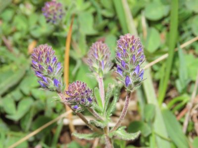 Veronica orsiniana, photographed by Emanuele Santarelli