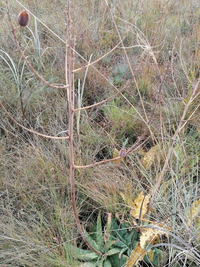 Aloe transvaalensis, photographed by Hildegard Klein