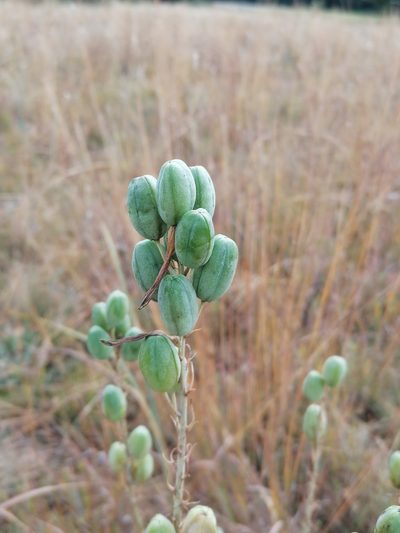 Aloe transvaalensis, photographed by Hildegard Klein