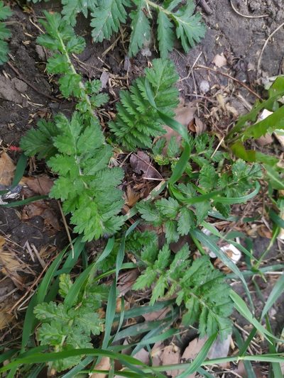 Erodium manescavi, photographed by carnifex