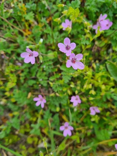 Erodium maculatum, photographed by Jacek Pietruszewski