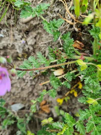 Erodium maculatum, photographed by Jacek Pietruszewski
