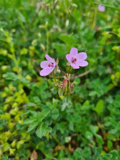 Erodium maculatum, photographed by Jacek Pietruszewski