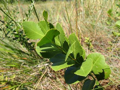 Gymnosporia woodii, photographed by Mahomed Desai