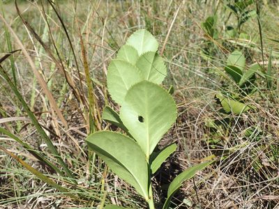 Gymnosporia woodii, photographed by Mahomed Desai