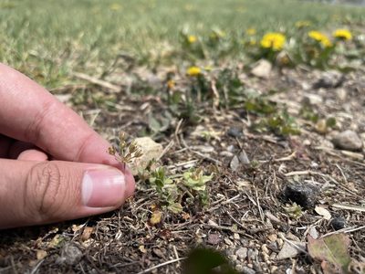 Androsace occidentalis, photographed by Brandon Corder