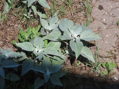 Helianthus argophyllus, photographed by Suanne Pyle