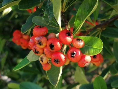 Pyracantha koidzumii, photographed by flamelily