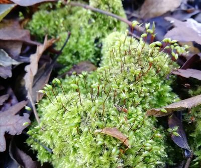 Brachytheciastrum velutinum, photographed by Krisztina