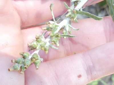 Gamochaeta pensylvanica, photographed by Morgan Hay