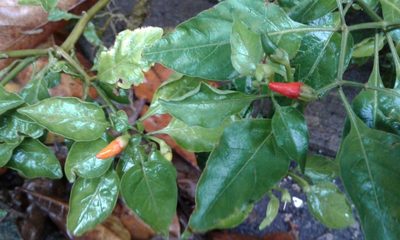 Capsicum frutescens, photographed by jfm smitty