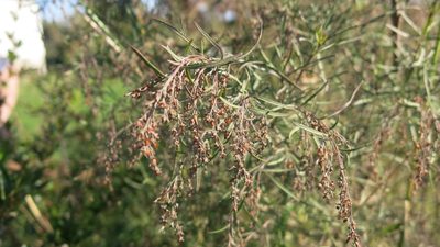 Acanthostyles buniifolius, photographed by Malena Lorente