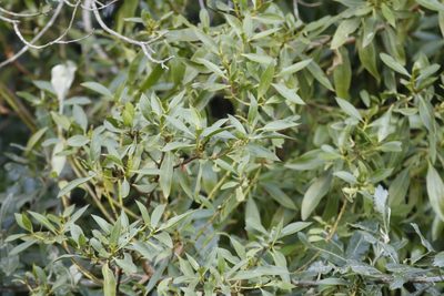 Myoporum montanum, photographed by Karen Eichholz