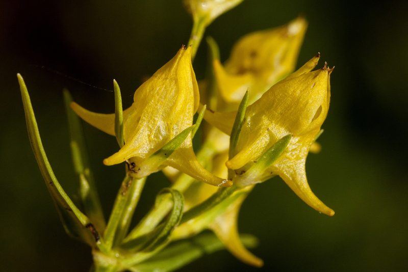 Halenia recurva, photographed by Cecelia Alexander