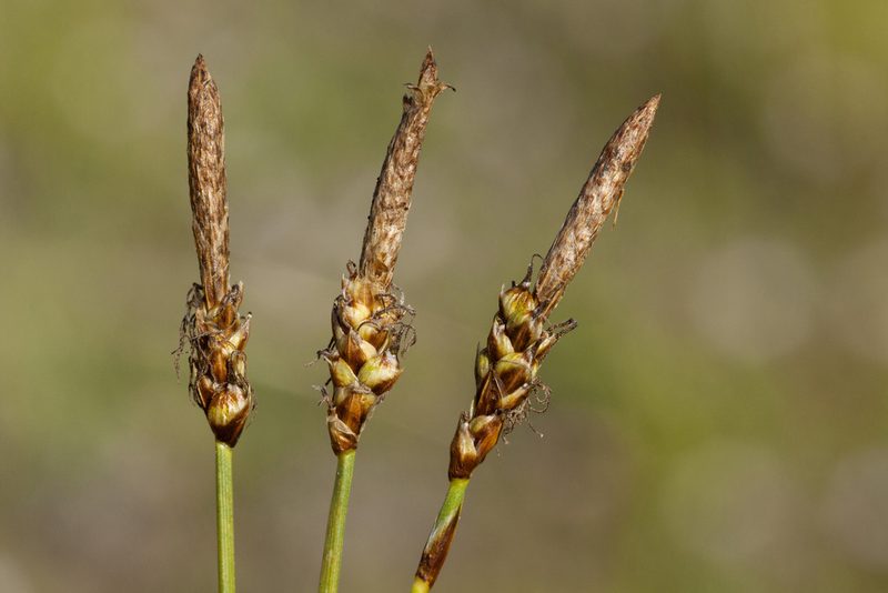 Carex oreocharis, photographed by Cecelia Alexander