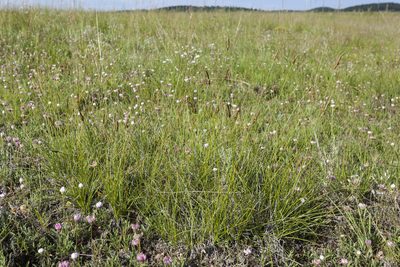 Carex oreocharis, photographed by Cecelia Alexander