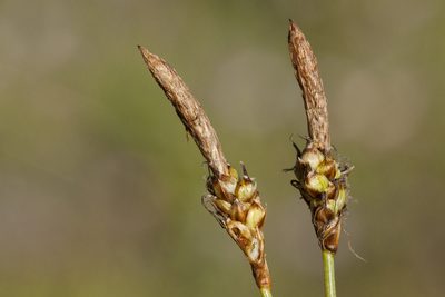 Carex oreocharis, photographed by Cecelia Alexander