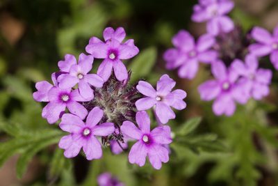 Verbena chiricahensis, photographed by Cecelia Alexander