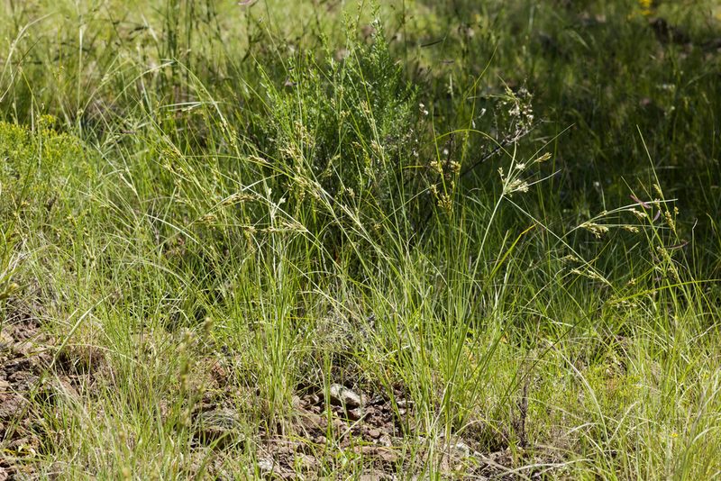Cyperus sphaerolepis, photographed by Cecelia Alexander