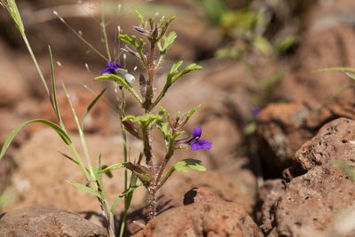 Schistophragma intermedium, photographed by Cecelia Alexander
