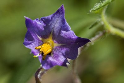 Solanum stoloniferum, photographed by Cecelia Alexander