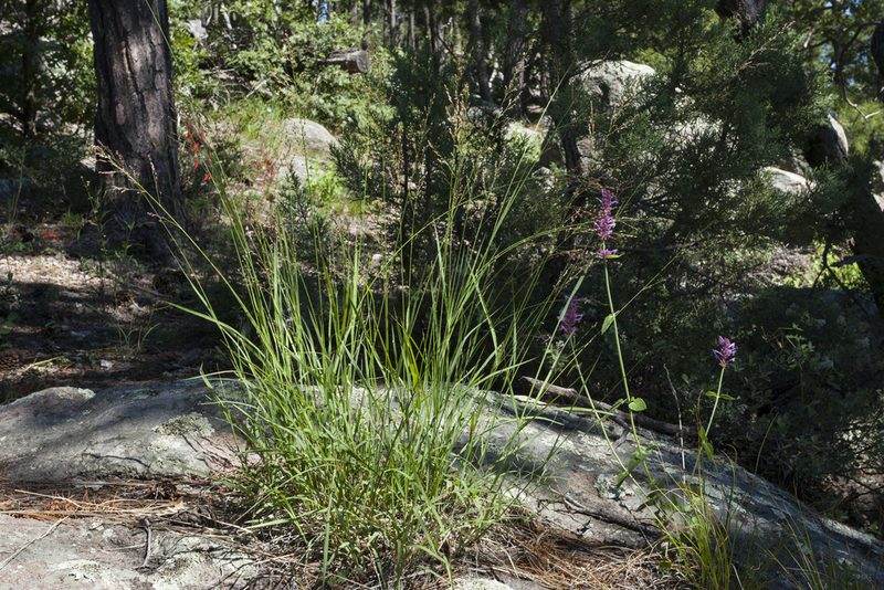 Zuloagaea bulbosa, photographed by Cecelia Alexander