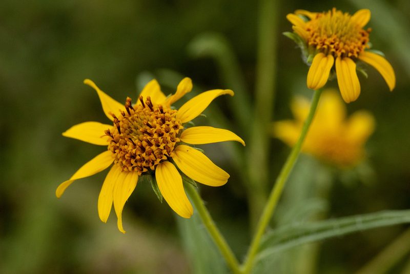 Heliomeris hispida, photographed by Cecelia Alexander