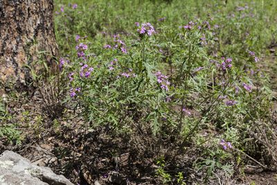 Verbena chiricahensis, photographed by Cecelia Alexander