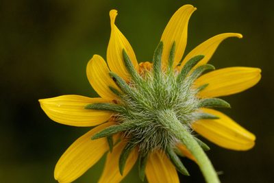 Heliomeris hispida, photographed by Cecelia Alexander