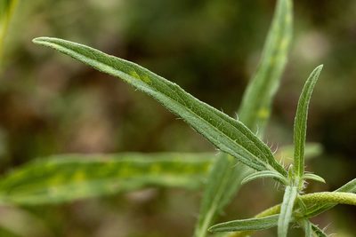 Heliomeris hispida, photographed by Cecelia Alexander