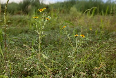 Heliomeris hispida, photographed by Cecelia Alexander