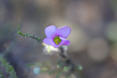 Oxalis bifida, photographed by Cecile Roux