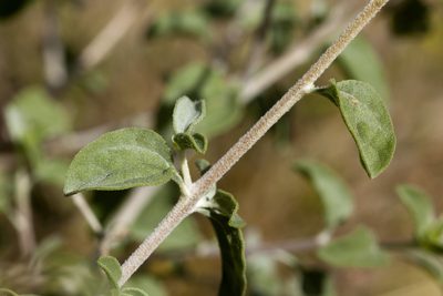 Encelia virginensis, photographed by Cecelia Alexander