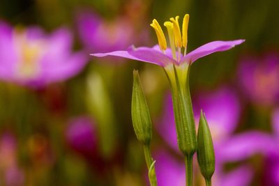 Zeltnera arizonica, photographed by Cecelia Alexander
