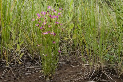 Zeltnera arizonica, photographed by Cecelia Alexander