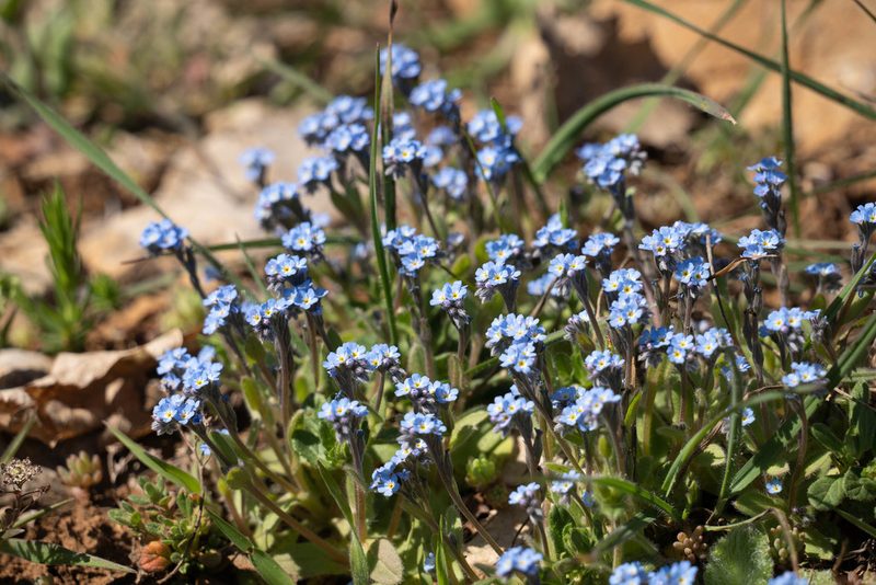 Myosotis incrassata, photographed by Евгений Егорейченков