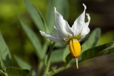 Solanum jamesii, photographed by Cecelia Alexander