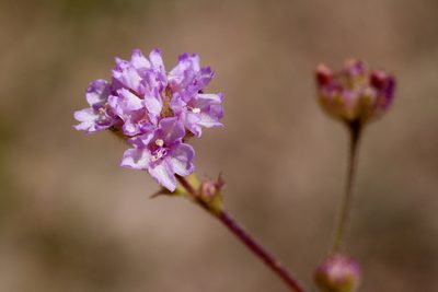 Boerhavia purpurascens, photographed by Cecelia Alexander
