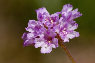 Boerhavia purpurascens, photographed by Cecelia Alexander