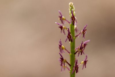 Tamayorkis porphyrea, photographed by Cecelia Alexander