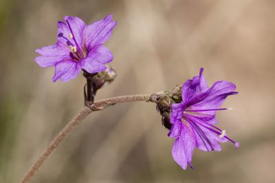 Boerhavia linearifolia, photographed by Cecelia Alexander
