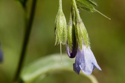 Mertensia fendleri, photographed by Cecelia Alexander