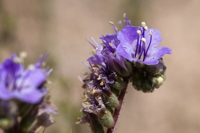 Phacelia bombycina, photographed by Cecelia Alexander